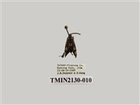 藏品(海南禾斑蛾)的圖片